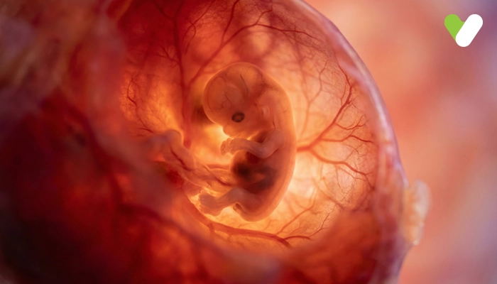 Chorionic Villus: Purpose & Procedure Insights