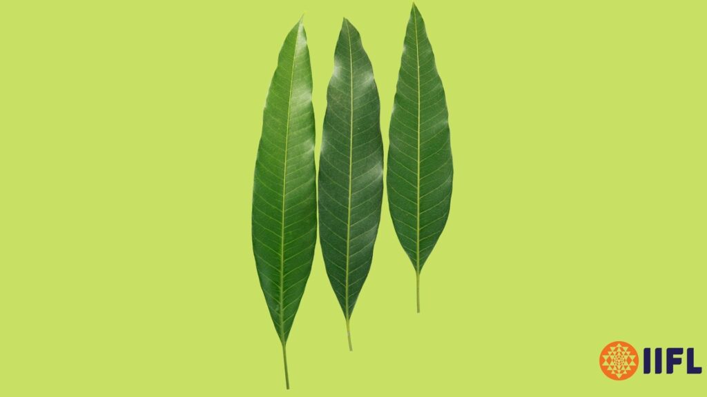 Mango leaves