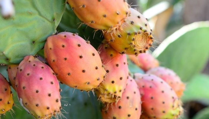 prickly pear to keep your liver healthy
