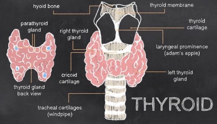 Identifying The Symptoms of Thyroid 