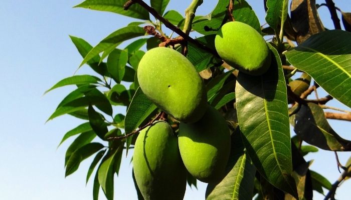 How to make a BAG with mango leaf. 