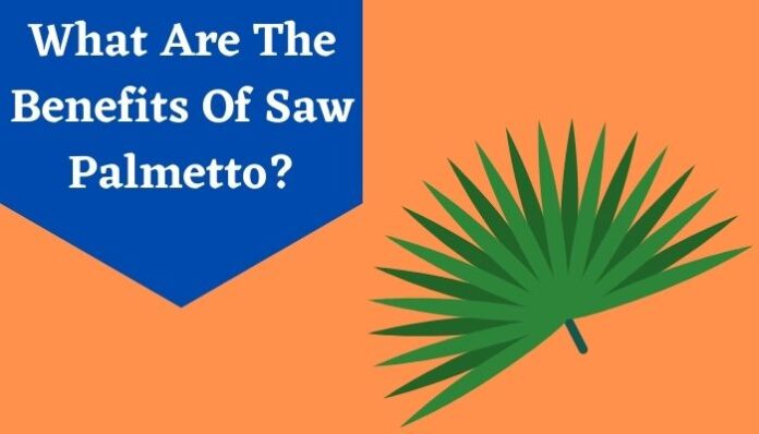 What Are The Benefits Of Saw Palmetto