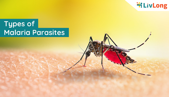 Different Types of Malaria Parasites You Should Know