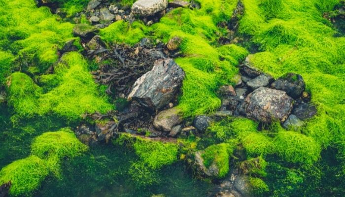 algae and seaweed for omega 3