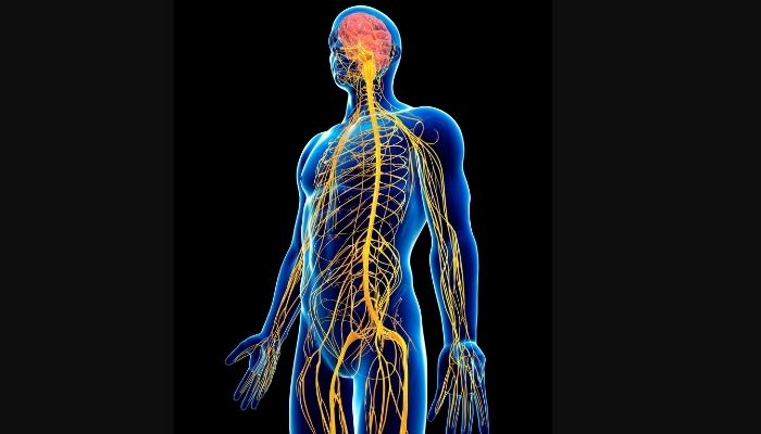 What Is Autonomic Nervous System Testing?