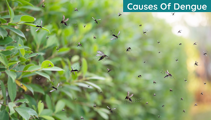 Dengue Causes